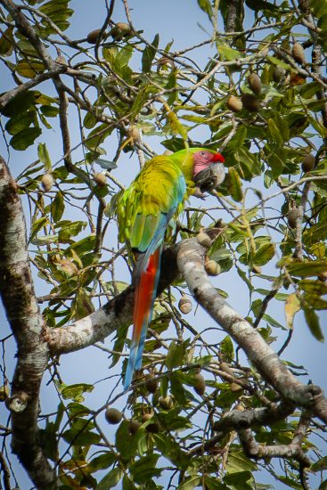 Soldaten-Ara, Costa Rica