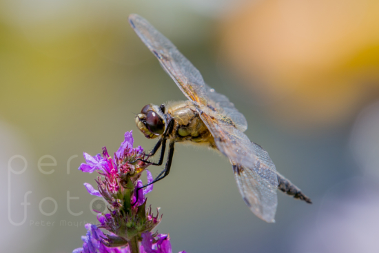 Libelle am Teich