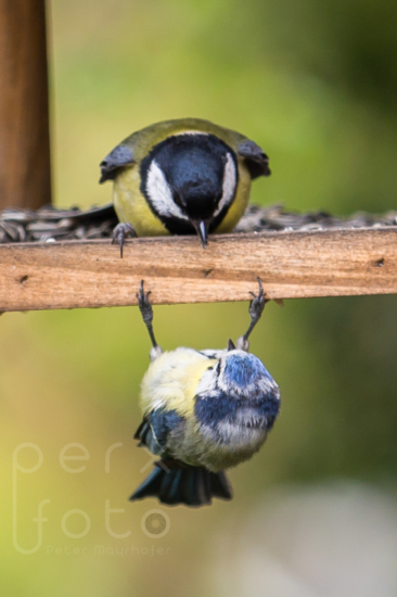 Kohlmeise vs. Blaumeise