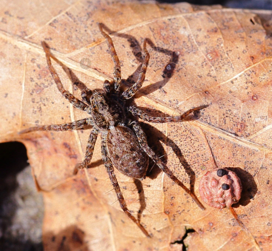 Spinne am Teich