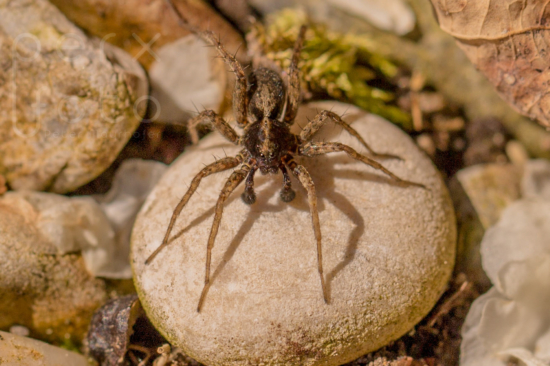 Spinne im Garten