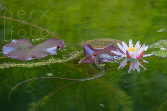 Ringelnatter im Teich