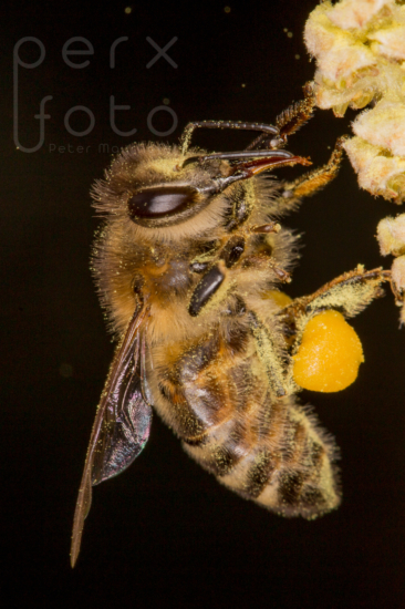 Biene mit Ernte