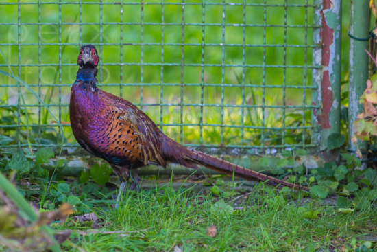 Fasan im Garten