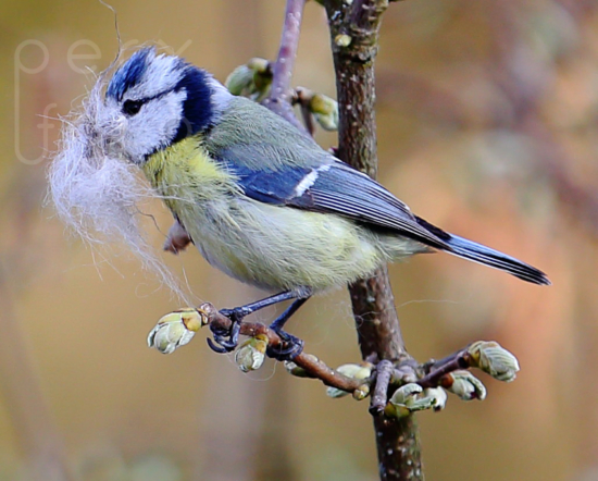 Blaumeise mit Nistmaterial