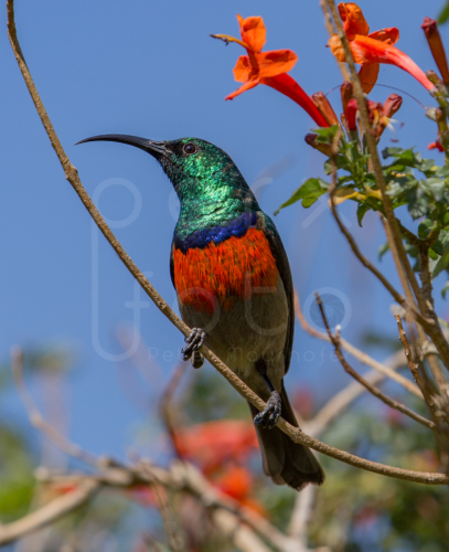 Nektarvogel, Drakensberge, Südafrika